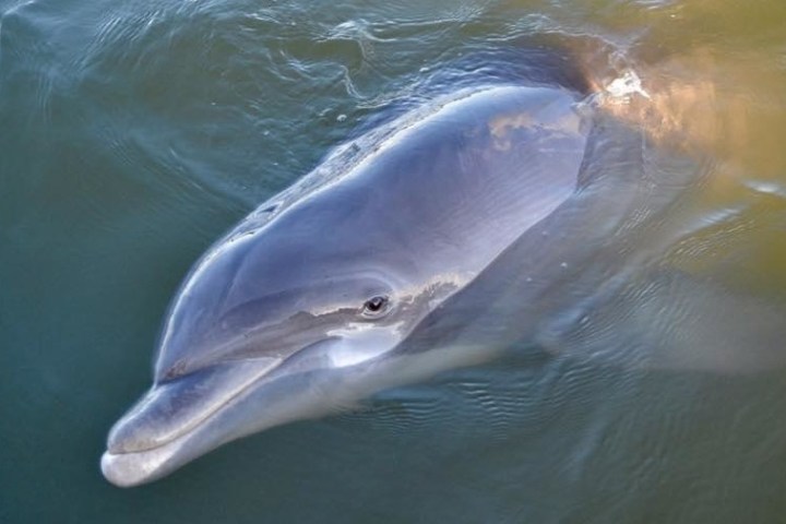 Dolphin swimming on top of water