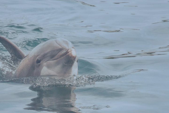 Dolphin looking out of water