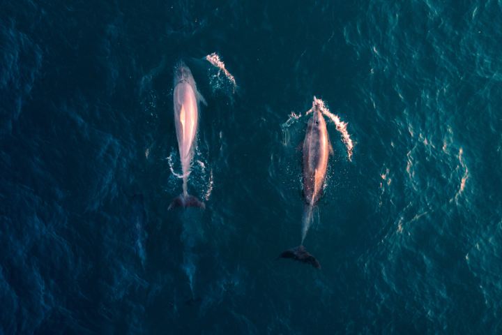 Birdseye view of 2 dolphins in the water