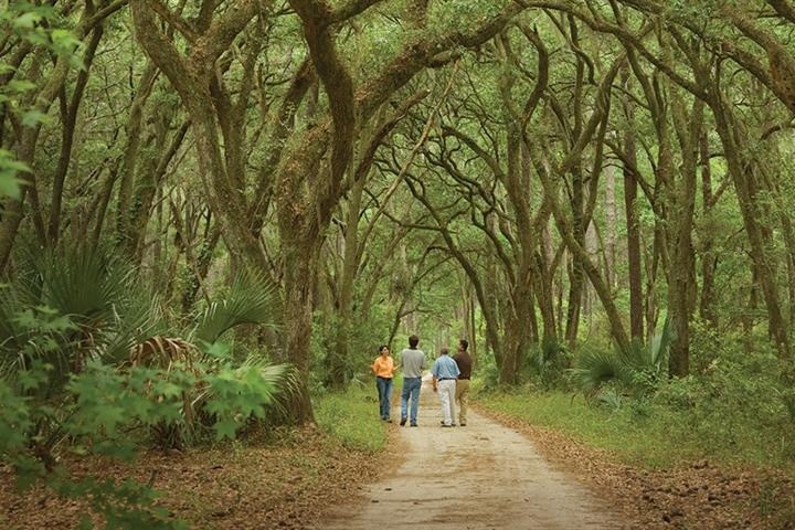 a person walking down a dirt path next to a tree