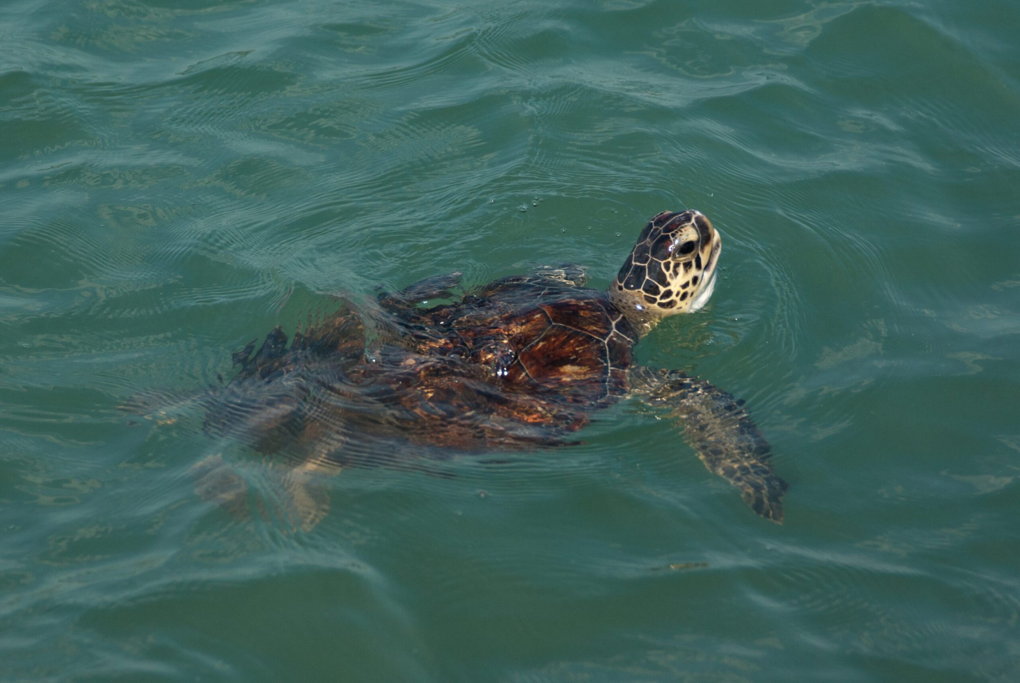 a turtle swimming under water
